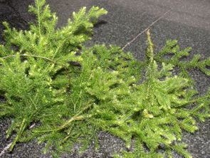 松针的秘密：防寒小窍门