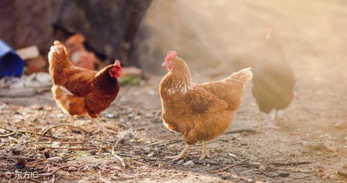 揭秘：五种不同鸡种的五爪特征及其养殖奥秘