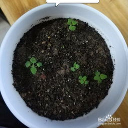 薄荷籽怎么种才能快速出芽？