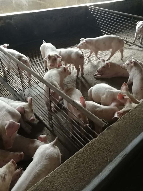生物安全≠表面功夫！猪场蓝耳病爆发