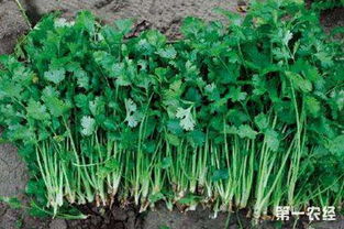 香菜种植适合使用什么类型的肥料？