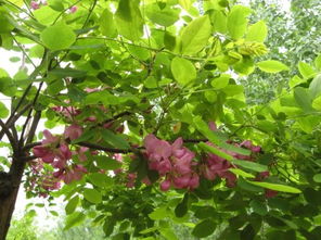 特点大剖析：多花蓝果树，有哪些特点？