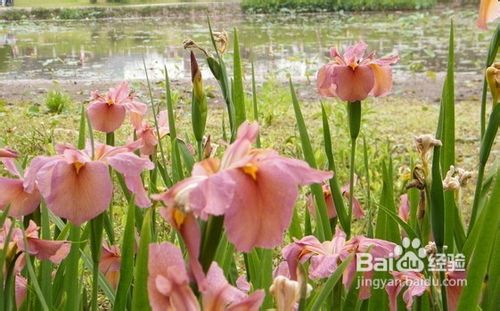 种植鸢尾花的注意事项