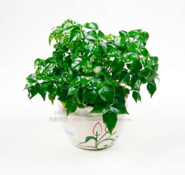 浇水方法：像照顾孩子一样细心