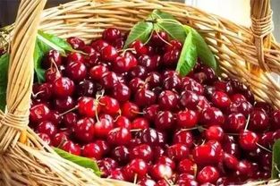 品种不同，泡法各异