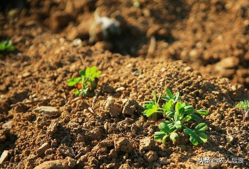 花生种植时间是什么时候？老农教你花生种植方法和技巧