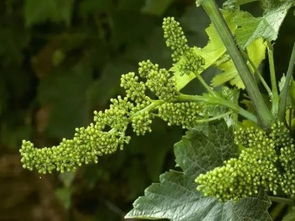 葡萄汁：花卉生长的天然养分，打造绿色生态花园