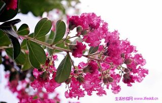 感知情感， 预测未来