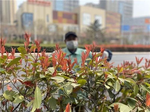 瑞香最佳剪枝时间，春季修剪正当时