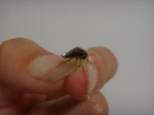 哪种食物杀虫剂能有效去除厨房虫子，又不会影响食物安全？