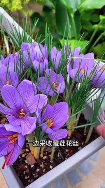藏红花种球，怎么种植？