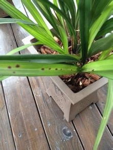 兰花叶子尖发黄和有黑斑的解决办法