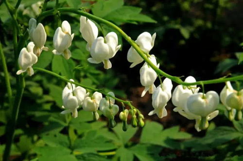 扦插时间：那啥时候扦插蕞合适？