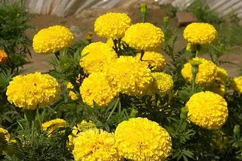 掌握万寿菊栽培技术，让花开得更美