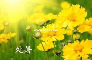 养花心得， 与你分享