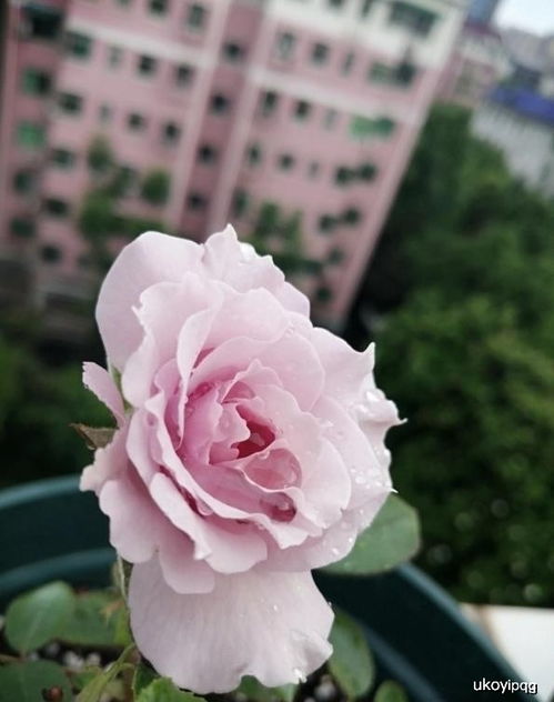 初冬月季换盆移栽的小秘密