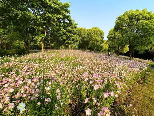 探寻冬季的美丽——十二月开花的草