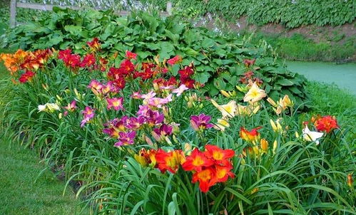 萱草耐寒， 冬天不会干枯