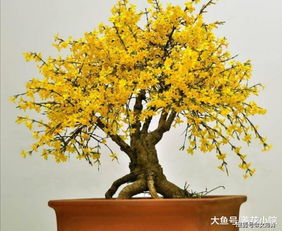 病虫害，要注意