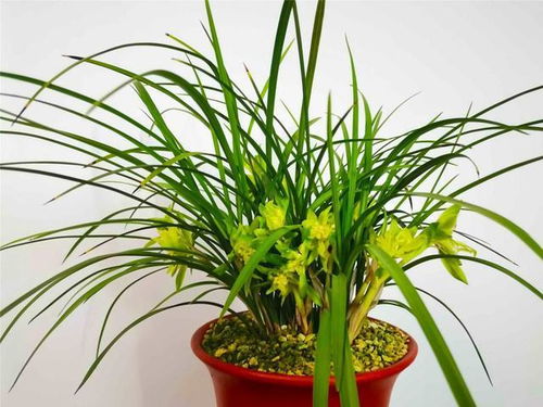 蝴蝶兰， 翩翩起舞的蝴蝶