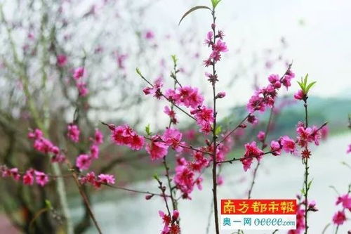 屋前种桃树，春意盎然！