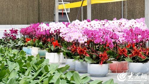 花卉产业发展现状与不足
