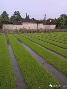 大豆地里的秘密：二甲戊灵的奇妙之旅