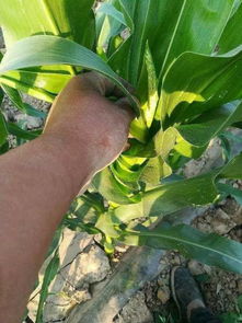 它们是同一种病害吗？