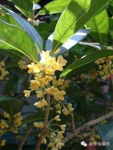 桂花树截顶技巧，轻松促花爆满！