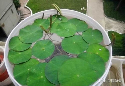 睡莲种下多久嫩长出叶子这个？
