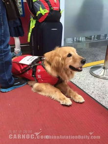 导盲犬市场价及乘坐飞机规定