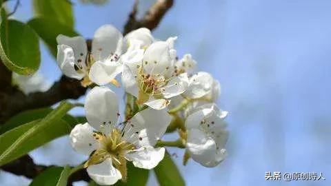 梨花盛开季节揭秘：春季的浪漫之花