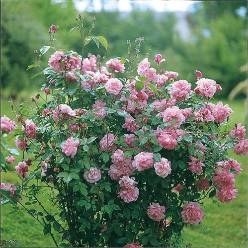 六月种植玫瑰的小贴士