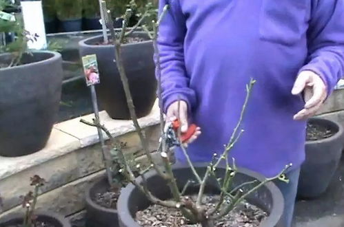 冬季盆栽月季修剪后的保暖与防护攻略