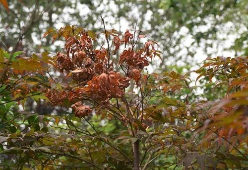 红枫叶片干枯原因解析：畜牧养殖中常见问题应对策略