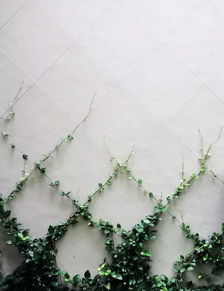 第三步：修剪枝条， 塑造树形