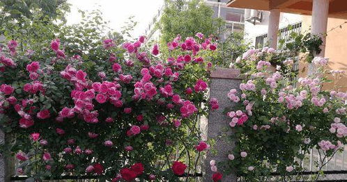 三、 施肥那些事儿