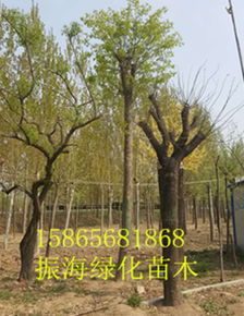 二、性价比分析：是尺寸大就好吗？