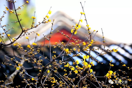 探寻腊梅与杨树的奥秘：价格与种植成本大揭秘