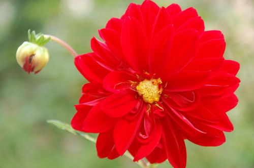 4. 6月到7月适合种植的花卉推荐