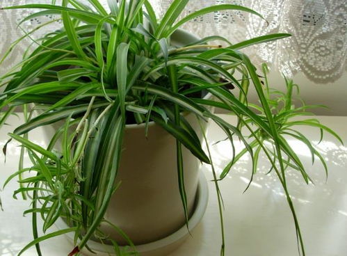 广东的气候特点