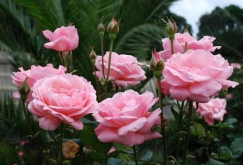 月季花的习性解析