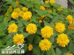 棣棠花瓣如丝绒般柔软，它藏匿着什么秘密