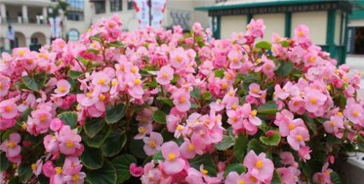 四季海棠，哪种花全年花开不败