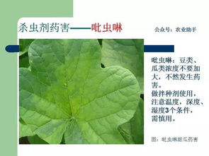 农用小苏打效果杠杠的