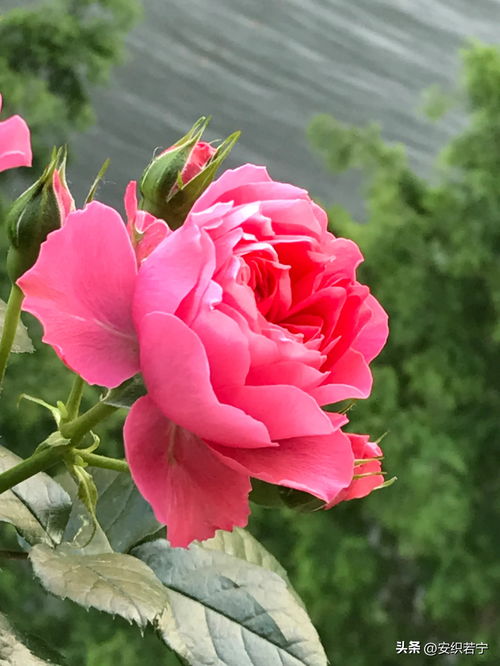 月季花与玫瑰花，哪种更耐寒