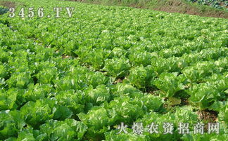 生菜生长适宜的温度是多少摄氏度？