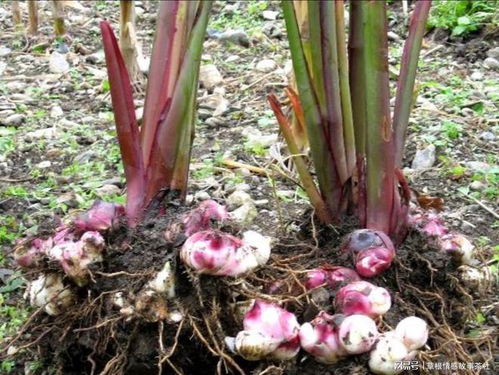 寻芭蕉芋粉收购之地， 探美人蕉粉价格之谜