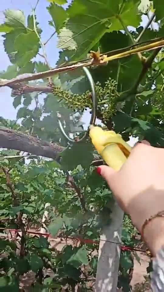 果子农药超标，都是那些乱七八糟的原因搞的！