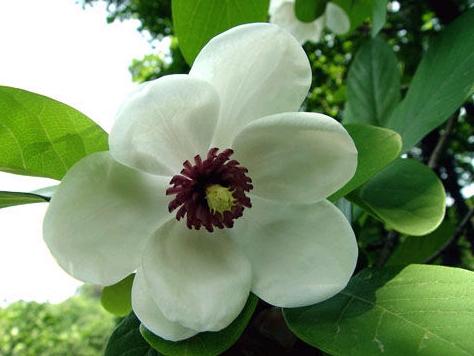 木兰花的花语和寓意究竟是什么它代表着怎样的情感和愿望呢